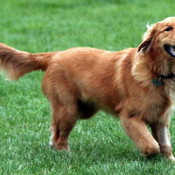 Golden Retriever Yaşam Süresini Uzatmak İçin Öneriler Golden Retriever yaşam süresi doğru adımlarla uzatılabilir çünkü bu cins düzenli ilgi ister ama bazı sahipler kritik detayları gözden kaçırır. Günlük rutin planı köpeğin ihtiyaçlarına göre hazırlanmalıdır ve bu plan davranış gelişimini destekler ancak ani değişiklikler stresi artırabilir. Uygun uyku alanı köpeğin dinlenme kalitesini artırır ve huzurlu bir ortam sağlar fakat gürültülü yaşam alanları uyku düzenini bozabilir. Eğitim çalışmaları köpeğin zihinsel sürecini aktif tutar ve karakter dengesini güçlendirir ama tutarsız eğitim istenmeyen davranışları artırabilir. Temizlik alışkanlıkları da yaşam süresinde önemli rol oynar çünkü düzenli bakım deri sağlığını korur fakat ihmal edilen temizlik tüy dökümünü artırabilir. Ödül kullanımı motivasyon sağlar ve öğrenmeyi hızlandırır ancak aşırı ödül kilo artışına yol açabilir. Sosyal temas köpeğin mutluluğunu artırır ve günlük enerjisini dengeler fakat yanlış ortam seçimi huzursuzluk yaratabilir. Bu öneriler köpeğin yaşam sürecini güçlendirir ve daha uzun bir dostluk vadeder.