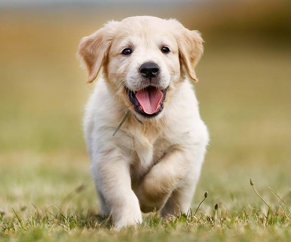 Yavru köpeklerin eğitimi için temel öneriler öğrenmek isteyen aileler için pratik, uygulanabilir ve etkili eğitim adımlarını bir arada sunuyoruz.