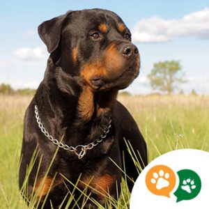 Rottweiler köpeği kalıtsal hastalıkları? konusunu anlamak için bu ırkın genetik yapısını iyi incelemek gerekir ve bu yüzden konu geniş...