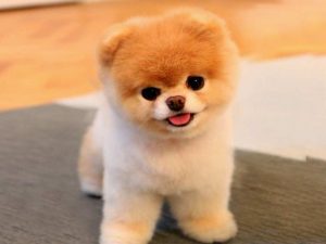 Yavru köpeklerin eğitimi için temel öneriler öğrenmek isteyen aileler için pratik, uygulanabilir ve etkili eğitim adımlarını bir arada sunuyoruz.