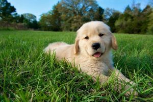 Golden Retriever sağlık bakımı için temel ipuçları konusunda doğru adımlar atmak, bu sevilen ırkın yaşam kalitesini