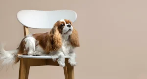 Cavalier King Charles ortalama yaşam süresi ne kadardır sorusunu yöneltmeden önce bu ırkın yaşam dinamiklerini anlamak gerekir