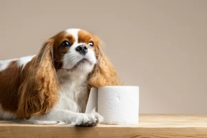 Cavalier King Charles ortalama yaşam süresi ne kadardır sorusunu yöneltmeden önce bu ırkın yaşam dinamiklerini anlamak gerekir
