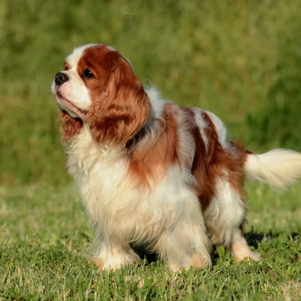 Cavalier King Charles ortalama yaşam süresi