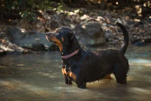 Rottweiler köpeği kalıtsal hastalıkları? konusunu anlamak için bu ırkın genetik yapısını iyi incelemek gerekir ve bu yüzden konu geniş...