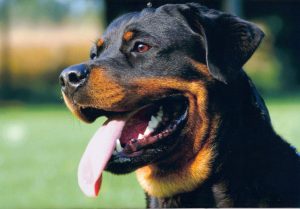 Rottweiler köpeği kalıtsal hastalıkları? konusunu anlamak için bu ırkın genetik yapısını iyi incelemek gerekir ve bu yüzden konu geniş...