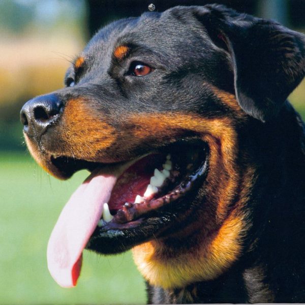 Rottweiler köpeği kalıtsal hastalıkları? konusunu anlamak için bu ırkın genetik yapısını iyi incelemek gerekir ve bu yüzden konu geniş...
