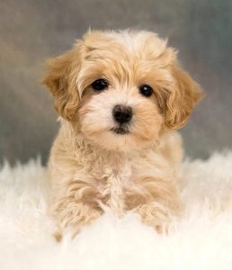 Köpeğiniz için en sağlıklı ödül maması nasıl seçilir sorusuna net yanıt veriyorum ve size güvenilir seçim adımları sunuyorum.