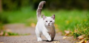 Kedilerde Sağlıklı Beslenme