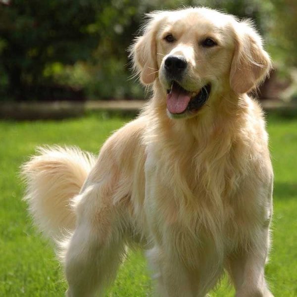 Golden Retriever yavru bakımı zor mu? Sorusu, yeni sahiplenen birçok kişinin merak ettiği önemli bir konudur çünkü yavru döneminde