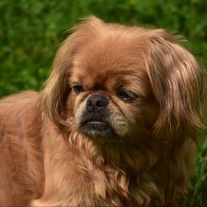 Pekinez köpeklerinin çocuklarla ilişkisi, ailelerin merak ettiği önemli bir konudur. Bu küçük, gururlu ve sevecen köpekler doğru