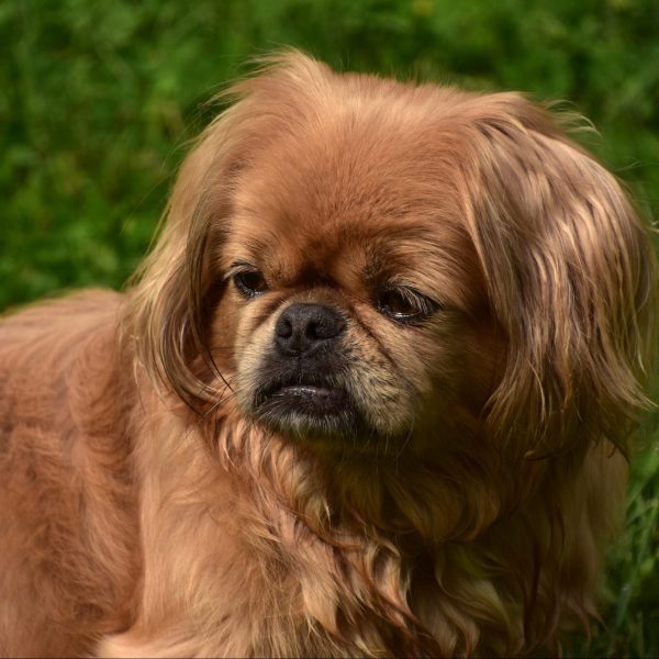 Pekinez köpeklerinin bakımı, bu özel ırkın kendine has fiziksel yapısı nedeniyle özen isteyen bir süreçtir. Basık yüz yapısı