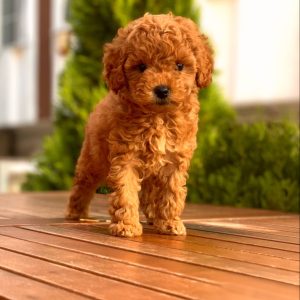 Poodle köpekleri için ideal mama seçimi, bu sevimli dostların sağlıklı, enerjik ve dengeli bir yaşam sürdürebilmesi için büyük önem taşır.