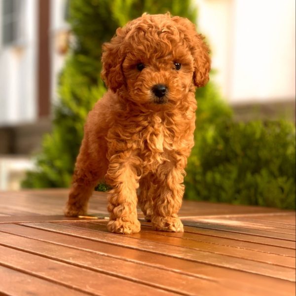 Poodle köpekleri için ideal mama seçimi, bu sevimli dostların sağlıklı, enerjik ve dengeli bir yaşam sürdürebilmesi için büyük önem taşır.