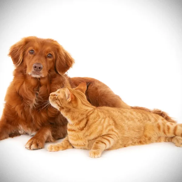 Kedi ve köpeklerde ağız kokusu neden oluşur? Ağız sağlığı için etkili çözümler ve bakım önerileri Green Pet Shop'ta sizi bekliyor!