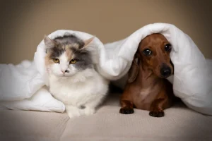 Kocaeli’de evcil hayvanlar için en iyi fotoğraf çekim mekanlarını, aksesuar trendlerini ve petshop önerilerini keşfedin. Detaylar şimdi burada!