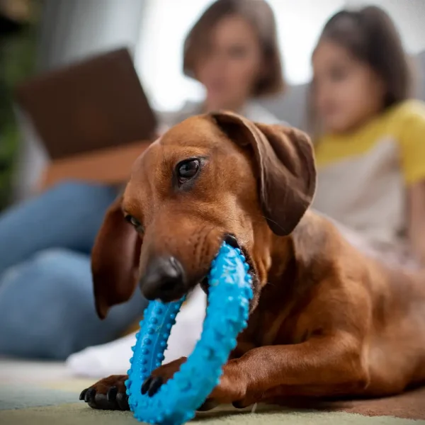 Köpek dostlarımız için doğru bakım, eğitim, beslenme ve hijyen önerileriyle sağlıklı, mutlu ve huzurlu bir yaşam rehberi sunuyoruz.