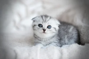 Scottish fold kedilerde egzersiz ve oyun 