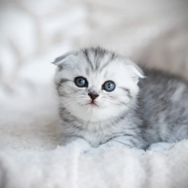 Scottish fold kedilerde egzersiz ve oyun