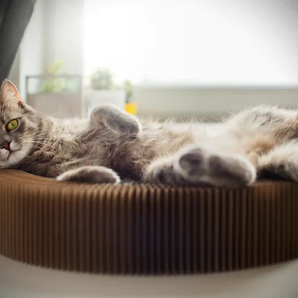 kedilerde_uyku_duzeni_ve_rahatligi