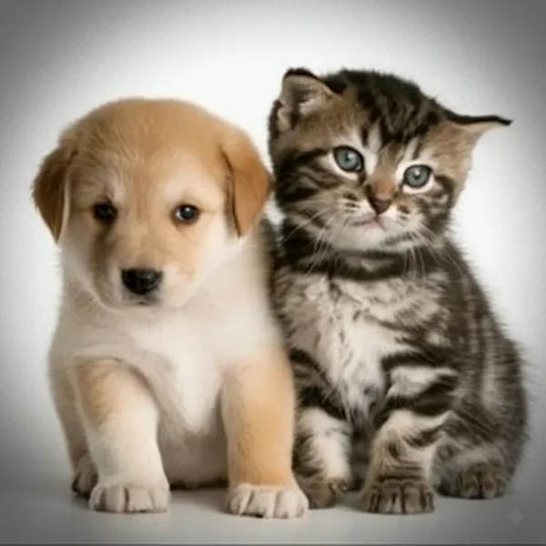 İzmit’teki Petshoplarda Yavrular İçin Mama Seçimi nasıl yapılır? Yavruların sağlıklı büyümesi için doğru mama seçimi kritik öneme sahiptir.