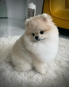 Pomeranian ırkı hakkında az bilinen 10 gerçek, bu sevimli ve enerjik köpeklerin karakterini daha yakından tanımak isteyenler için oldukça dikkat çekici bilgiler içerir.