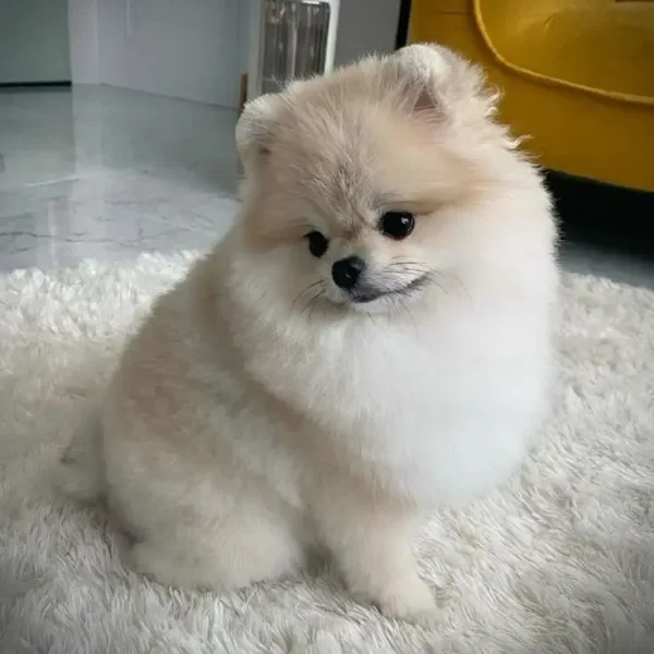 Pomeranian ırkı hakkında az bilinen 10 gerçek, bu sevimli ve enerjik köpeklerin karakterini daha yakından tanımak isteyenler için oldukça dikkat çekici bilgiler içerir.