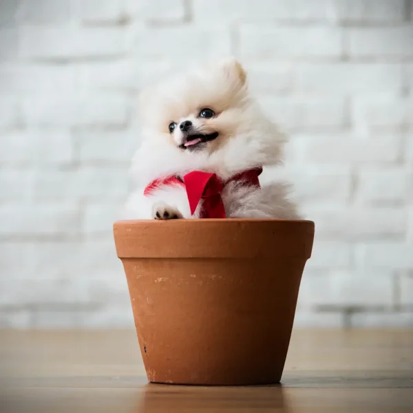 Pomeranian köpeklerin tüy dökülmesini önlemenin yöntemleri nelerdir? Sevimli görünümleri ve kabarık tüyleriyle bilinen köpek ırkıdır.