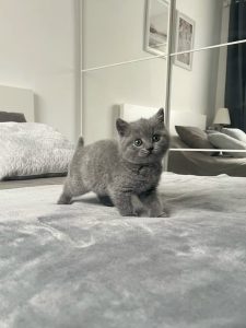 Green Petshop, evcil dostlarınız için doğal, sağlıklı ürünler ve güvenilir hizmetler sunuyor. Beslenme, bakım ve etkinliklerle mutlu yaşam sağlıyor.