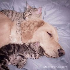 Evcil Hayvanlarda Parazitlerle Mücadele Yöntemleri! Hayvan sağlığını korumak ve insan sağlığını güvence altına almak için oldukça önemlidir.