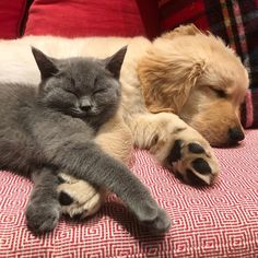 Evcil hayvanlar için uygun seyahat hazırlıkları ve ipuçlarıyla yolculuğunuz hem güvenli hem konforlu olacak. Taşıma çantaları