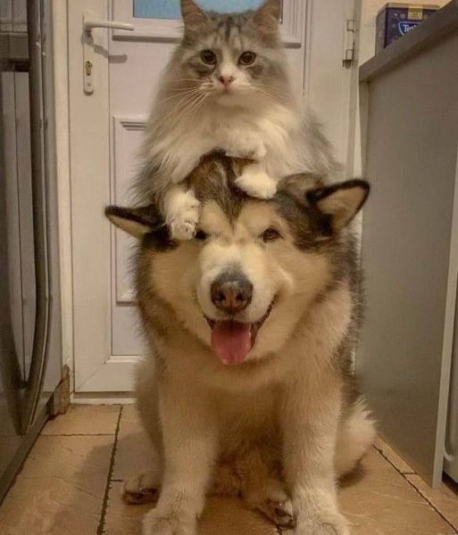 Kocaeli’de evcil hayvanlar için eğitim ve seminer programları son yıllarda büyük ilgi görmektedir. Hayvan sahipleri, sevimli dostlarının...