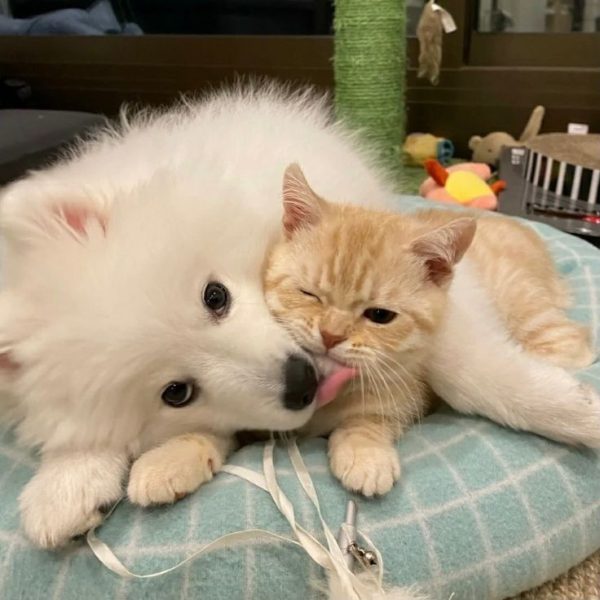 Kedi ve köpeklerde doğru sosyalleşme teknikleri ile evcil hayvanlarınızın güvenli ve uyumlu davranışlar geliştirmesi sağlanmaktadır.