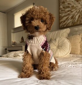 Poodle köpekleri için ideal mama seçimi, bu sevimli dostların sağlıklı, enerjik ve dengeli bir yaşam sürdürebilmesi için büyük önem taşır.