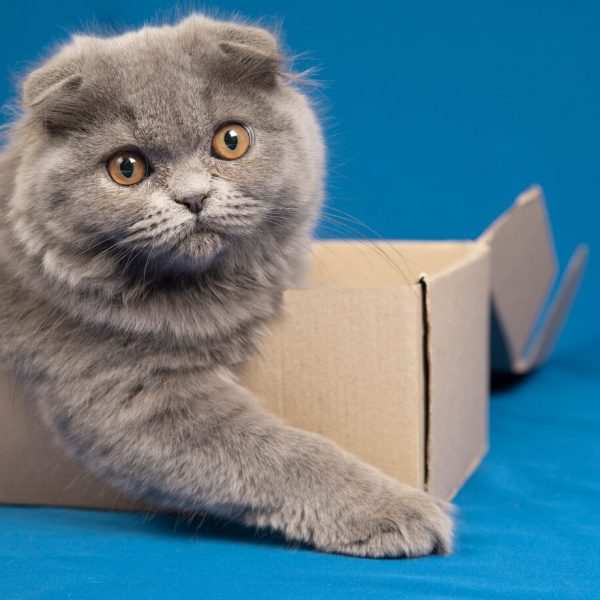 Evcil hayvanlar için uygun egzersiz aletleri ve oyuncakları ile sağlıklı ve aktif bir yaşam sağlayın. Doğru seçimler, mutluluk ve enerji dengesi sunar.