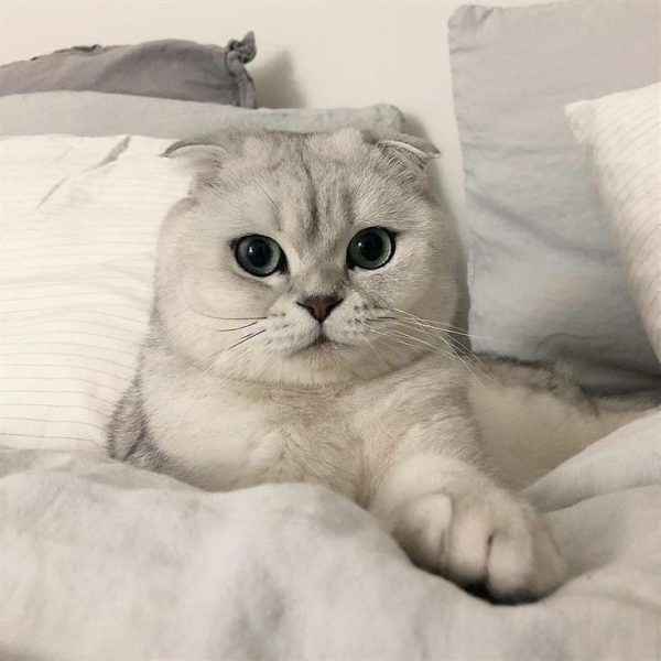 Evcil hayvanlarda kulak akarları: belirtiler ve tedavi yöntemleri ile ilgili tüm bilgileri öğrenin, erken teşhis ve doğru bakım ile sağlıklı kulaklar sağlayın.