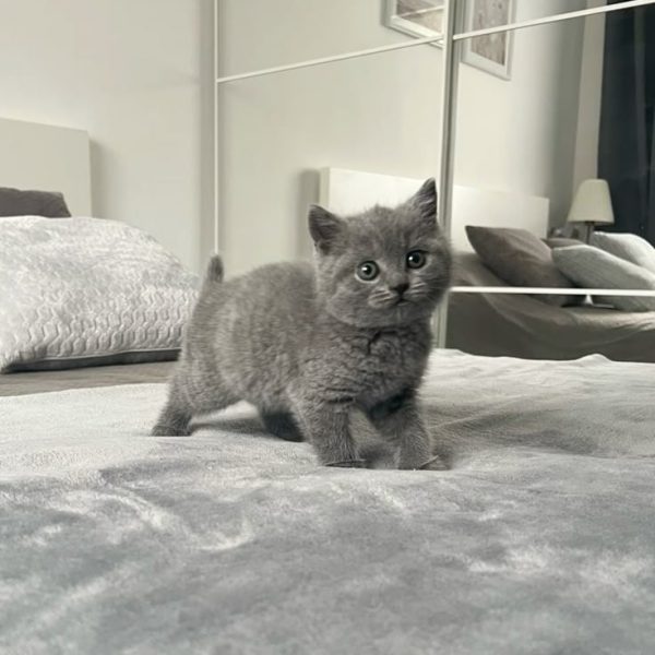 Kedilerde tırnak kesimi ne zaman ve nasıl yapılmalı? Green Pet Shop kedi bakımı ve doğru ekipman önerileriyle güvenli çözümler sunar. Hemen öğrenin!