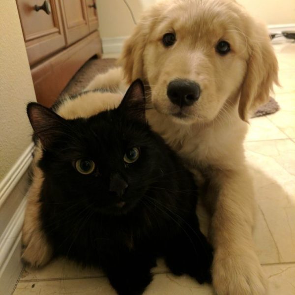 Evcil hayvanlar için uygun seyahat hazırlıkları ve ipuçlarıyla yolculuğunuz hem güvenli hem konforlu olacak. Taşıma çantaları