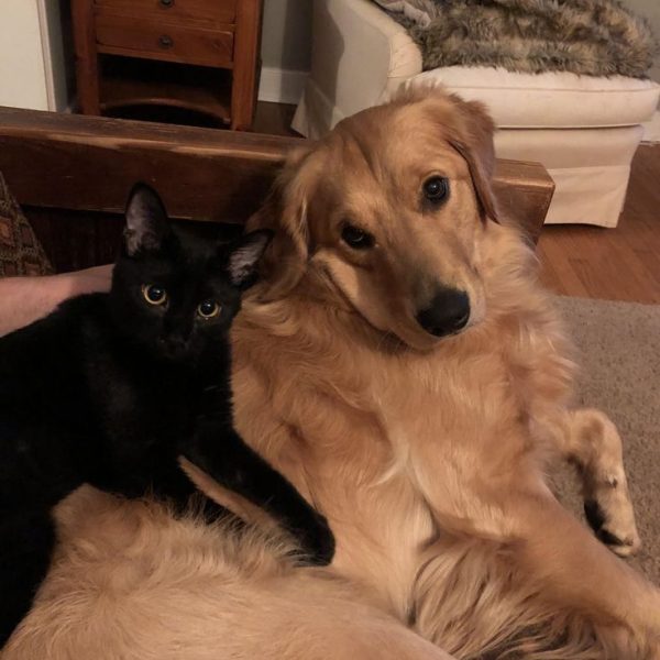 Kedi ve köpekler için en doğal mama Green Petshop’ta! Sağlıklı, lezzetli ve uygun fiyatlı mamalar ile evcil dostlarınızın beslenmesini güvenle sağlayın.