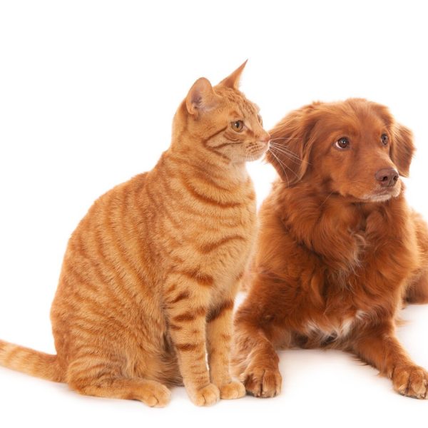 Kedi ve köpekler için en doğal mama Green Petshop’ta! Sağlıklı, lezzetli ve uygun fiyatlı mamalar ile evcil dostlarınızın beslenmesini güvenle sağlayın.
