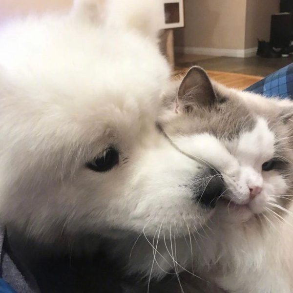 En Kaliteli Mama ve Aksesuar Seçenekleri Green Petshop’ta seni bekliyor. Evcil dostların için sağlıklı mamalar ve trend aksesuarları hemen keşfet!