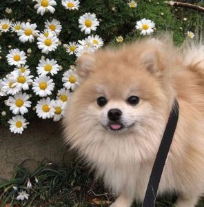 Pomeranian ırkı hakkında az bilinen 10 gerçek, bu sevimli ve enerjik köpeklerin karakterini daha yakından tanımak isteyenler için oldukça dikkat çekici bilgiler içerir.
