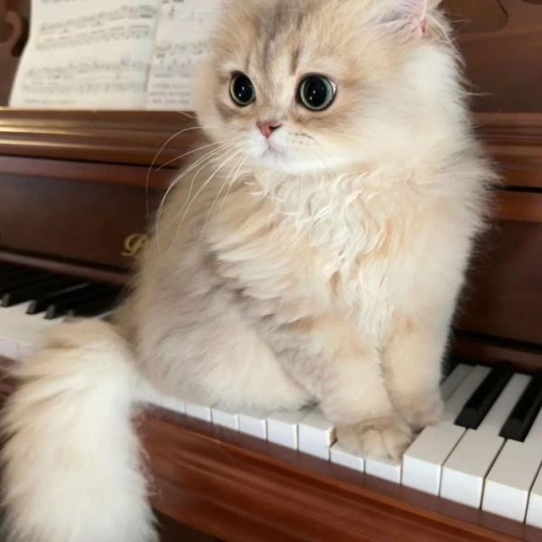 Evde ilk kez kedi sahiplenecekler için alışveriş listesi oluşturmak, yeni dostunuzun sağlıklı ve huzurlu bir yaşama başlaması için en önemli adımlardan biridir.