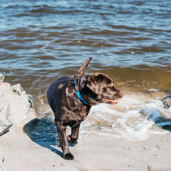 Kocaeli’de Evcil Hayvanlar İçin Kamp ve Doğa Yürüyüşü Rotaları ile köpeklerinizle güvenli ve keyifli keşifler yapın.